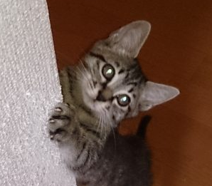 Pino