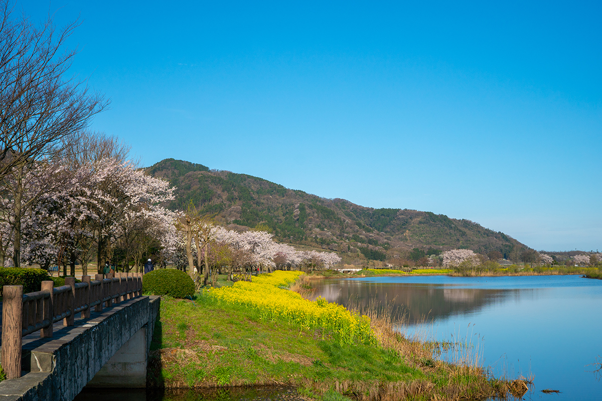 インスタ映えする新潟の上堰潟公園、桜と菜の花 | Gata Love
