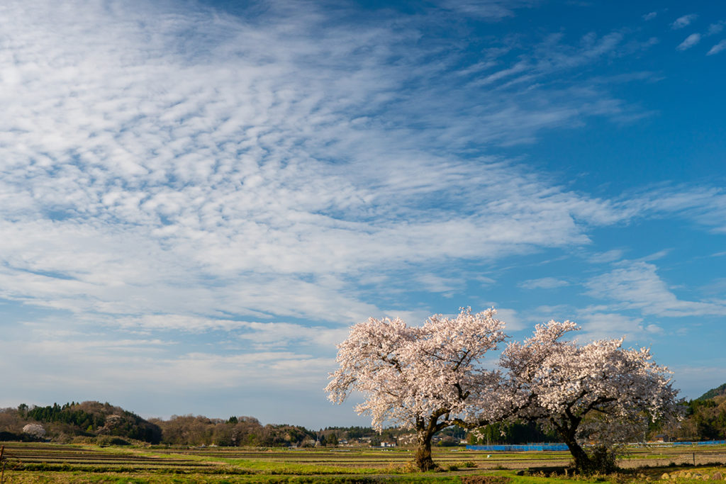 インスタ映えする新潟の上堰潟公園、桜と菜の花 | Gata Love